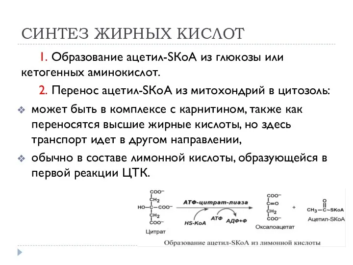 СИНТЕЗ ЖИРНЫХ КИСЛОТ 1. Образование ацетил-SКоА из глюкозы или кетогенных аминокислот.