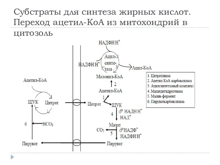 Субстраты для синтеза жирных кислот. Переход ацетил-КоА из митохондрий в цитозоль