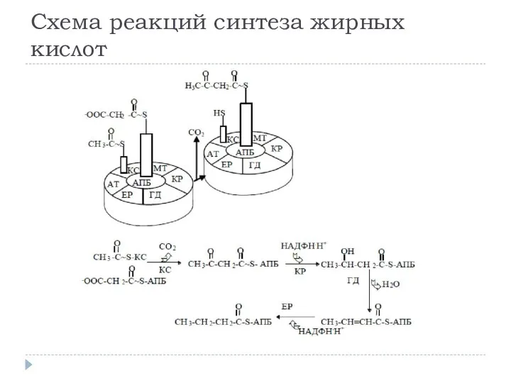 Схема реакций синтеза жирных кислот