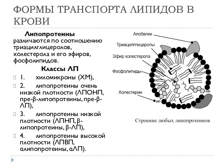 ФОРМЫ ТРАНСПОРТА ЛИПИДОВ В КРОВИ Липопротеины различаются по соотношению триацилглицеролов, холестерола