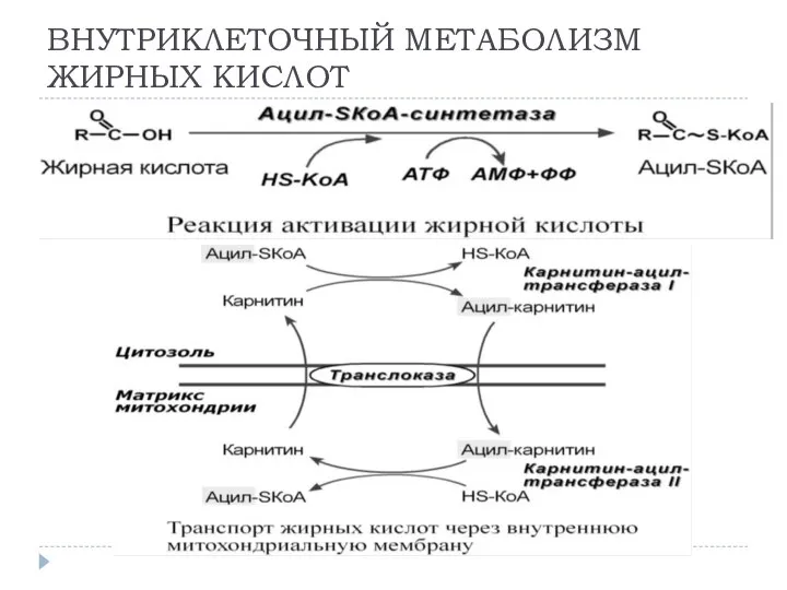 ВНУТРИКЛЕТОЧНЫЙ МЕТАБОЛИЗМ ЖИРНЫХ КИСЛОТ