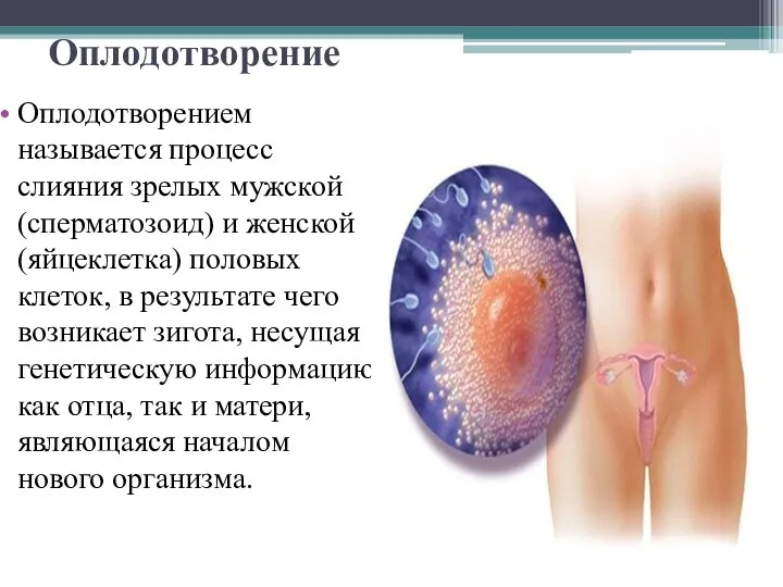 Оплодотворение Оплодотворением называется процесс слияния зрелых мужской (сперматозоид) и женской (яйцеклетка)