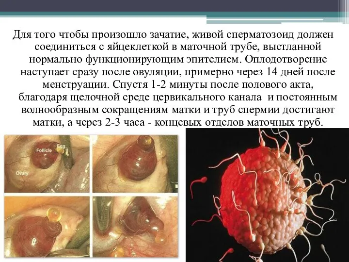 Для того чтобы произошло зачатие, живой сперматозоид должен соединиться с яйцеклеткой