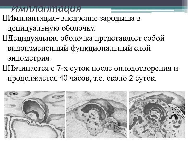 Имплантация Имплантация- внедрение зародыша в децидуальную оболочку. Децидуальная оболочка представляет собой