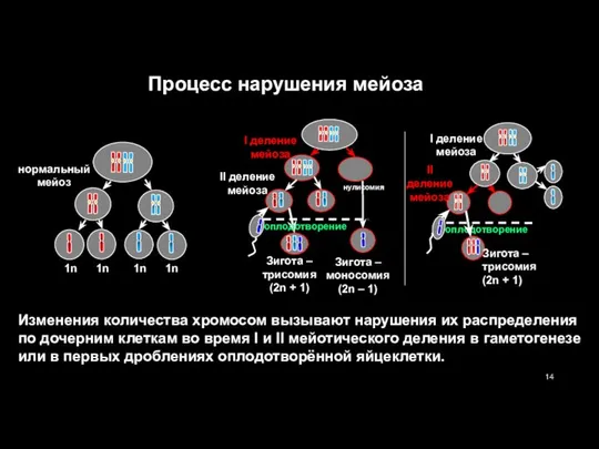 Процесс нарушения мейоза Изменения количества хромосом вызывают нарушения их распределения по