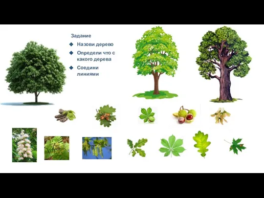 Задание Назови дерево Определи что с какого дерева Соедини линиями