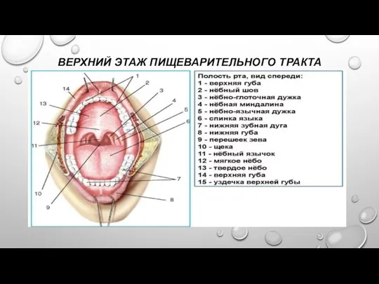 ВЕРХНИЙ ЭТАЖ ПИЩЕВАРИТЕЛЬНОГО ТРАКТА