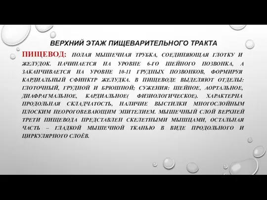 ВЕРХНИЙ ЭТАЖ ПИЩЕВАРИТЕЛЬНОГО ТРАКТА ПИЩЕВОД: ПОЛАЯ МЫШЕЧНАЯ ТРУБКА, СОЕДИНЯЮЩАЯ ГЛОТКУ И