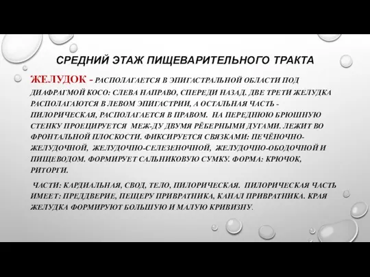 СРЕДНИЙ ЭТАЖ ПИЩЕВАРИТЕЛЬНОГО ТРАКТА ЖЕЛУДОК - РАСПОЛАГАЕТСЯ В ЭПИГАСТРАЛЬНОЙ ОБЛАСТИ ПОД