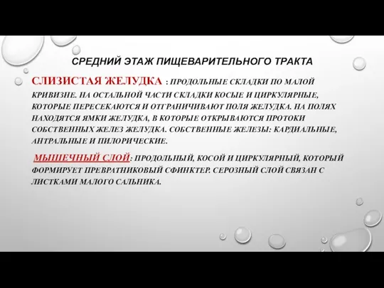 СРЕДНИЙ ЭТАЖ ПИЩЕВАРИТЕЛЬНОГО ТРАКТА СЛИЗИСТАЯ ЖЕЛУДКА : ПРОДОЛЬНЫЕ СКЛАДКИ ПО МАЛОЙ