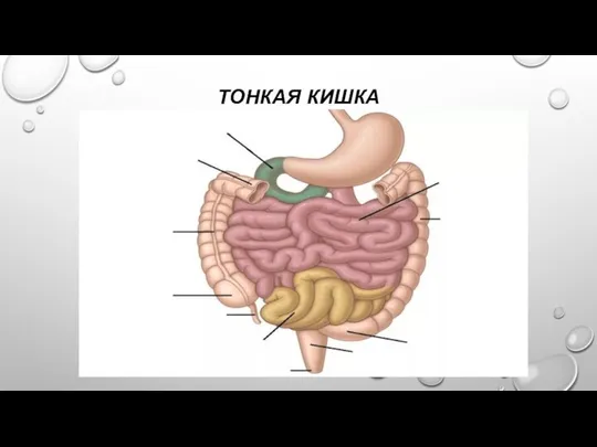 ТОНКАЯ КИШКА