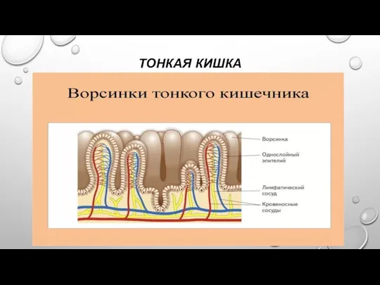 ТОНКАЯ КИШКА