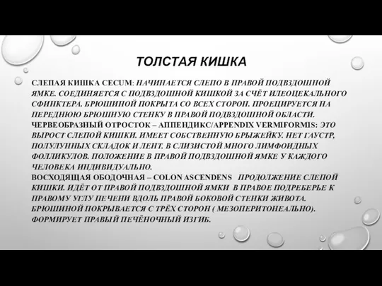 ТОЛСТАЯ КИШКА СЛЕПАЯ КИШКА CECUM: НАЧИНАЕТСЯ СЛЕПО В ПРАВОЙ ПОДВЗДОШНОЙ ЯМКЕ.