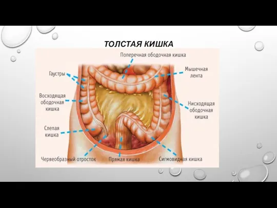 ТОЛСТАЯ КИШКА