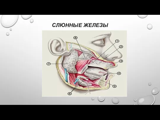 СЛЮННЫЕ ЖЕЛЕЗЫ