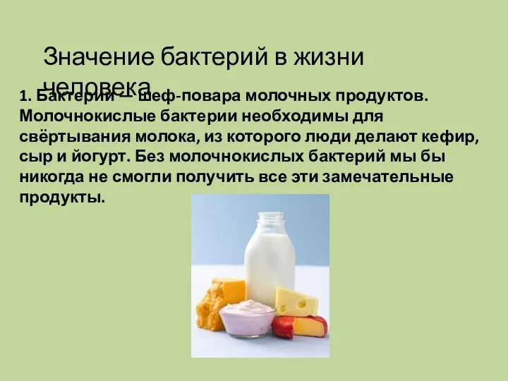 Значение бактерий в жизни человека 1. Бактерии — шеф-повара молочных продуктов.