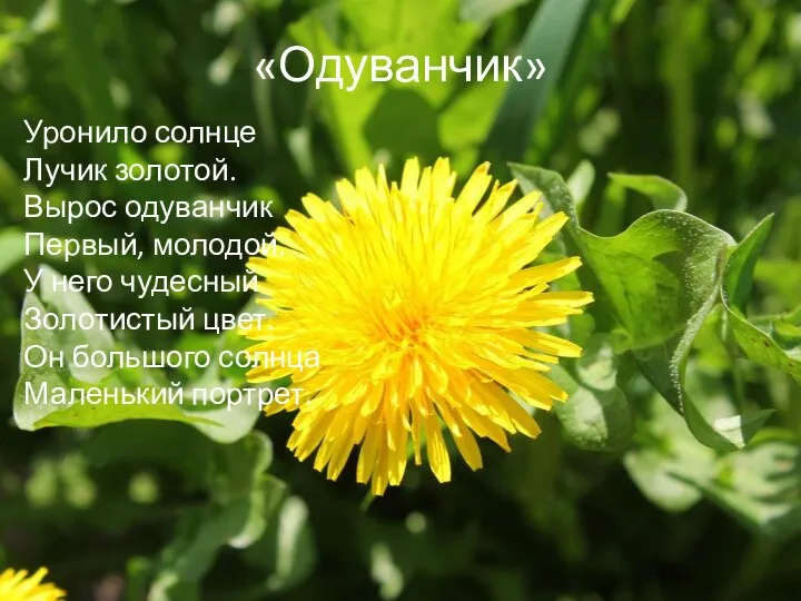 «Одуванчик» Уронило солнце Лучик золотой. Вырос одуванчик Первый, молодой. У него