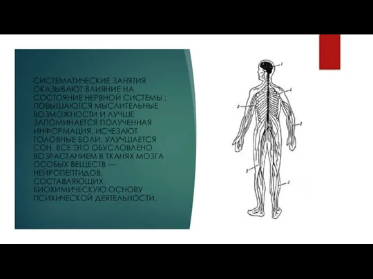 СИСТЕМАТИЧЕСКИЕ ЗАНЯТИЯ ОКАЗЫВАЮТ ВЛИЯНИЕ НА СОСТОЯНИЕ НЕРВНОЙ СИСТЕМЫ : ПОВЫШАЮТСЯ МЫСЛИТЕЛЬНЫЕ