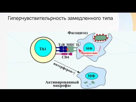 Гиперчувствительрность замедленного типа