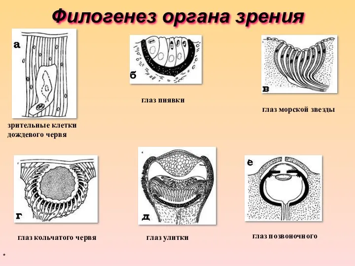 Филогенез органа зрения * зрительные клетки дождевого червя глаз пиявки глаз