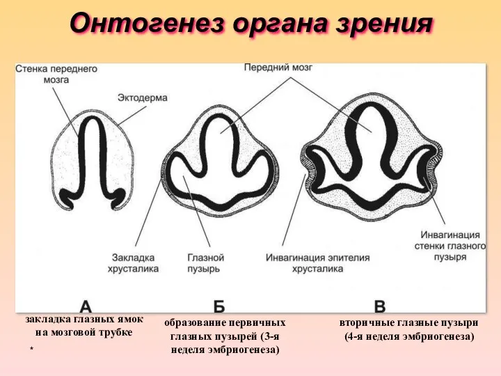 Онтогенез органа зрения * закладка глазных ямок на мозговой трубке образование