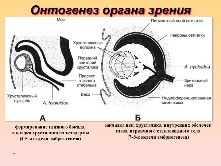 Онтогенез органа зрения * формирование глазного бокала, закладка хрусталика из эктодермы