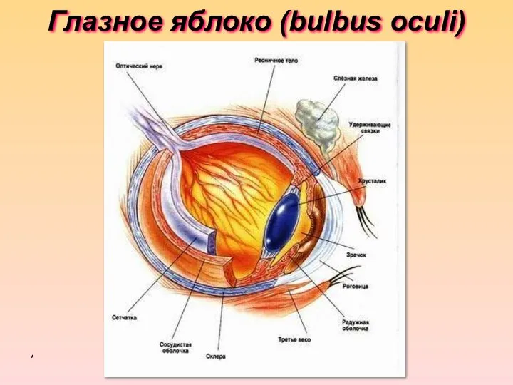 Глазное яблоко (bulbus oculi) *