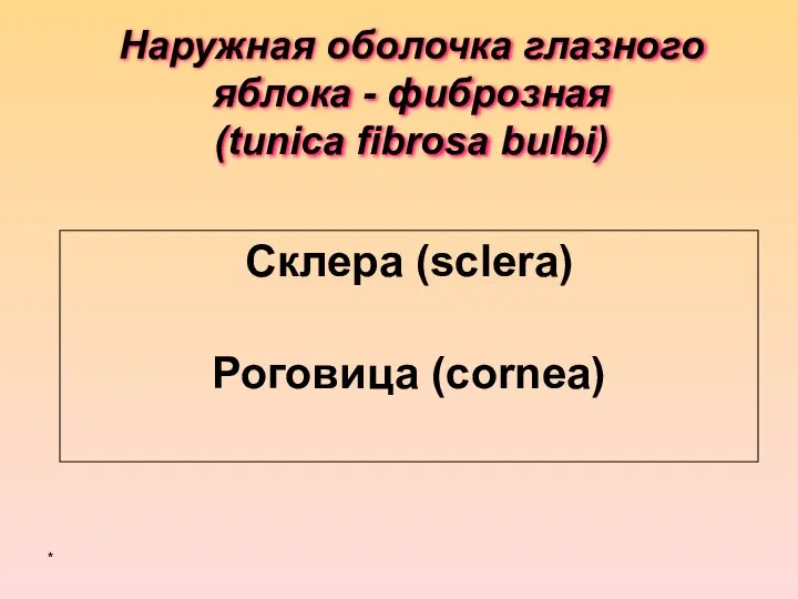 Наружная оболочка глазного яблока - фиброзная (tunica fibrosa bulbi) Склера (sclera) Роговица (cornea) *