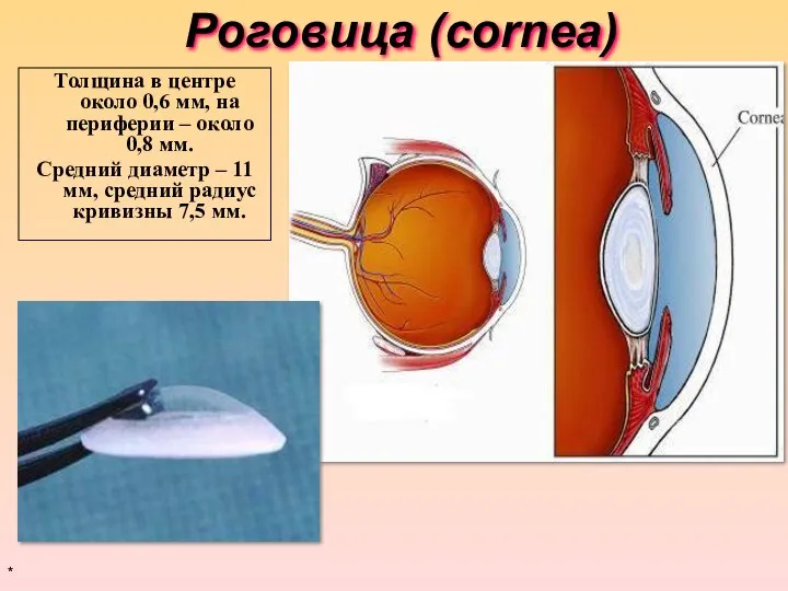 Роговица (cornea) Толщина в центре около 0,6 мм, на периферии –