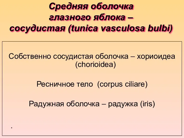 Средняя оболочка глазного яблока – сосудистая (tunica vasculosa bulbi) Собственно сосудистая