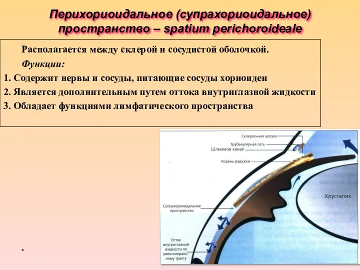 Перихориоидальное (супрахориоидальное) пространство – spatium perichoroideale * Располагается между склерой и