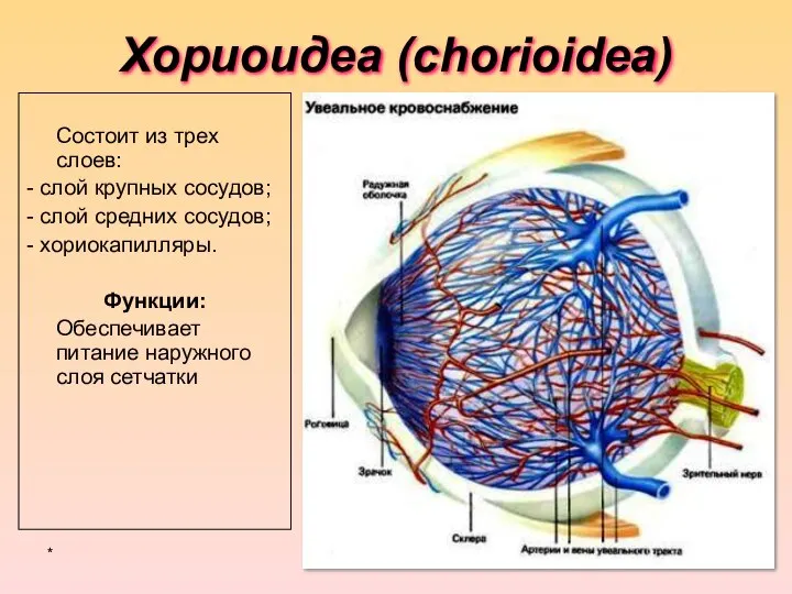 Хориоидеа (chorioidea) Состоит из трех слоев: - слой крупных сосудов; -