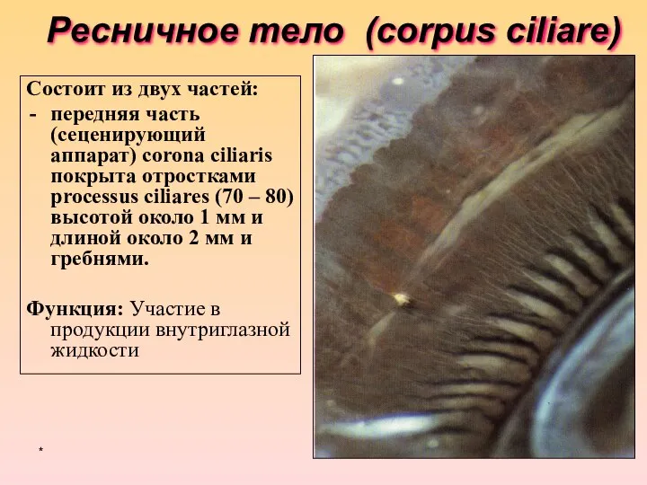 Ресничное тело (corpus ciliare) Состоит из двух частей: передняя часть (сеценирующий