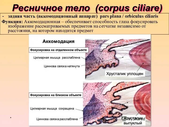 Ресничное тело (corpus ciliare) задняя часть (аккомодационный аппарат) pars plana /