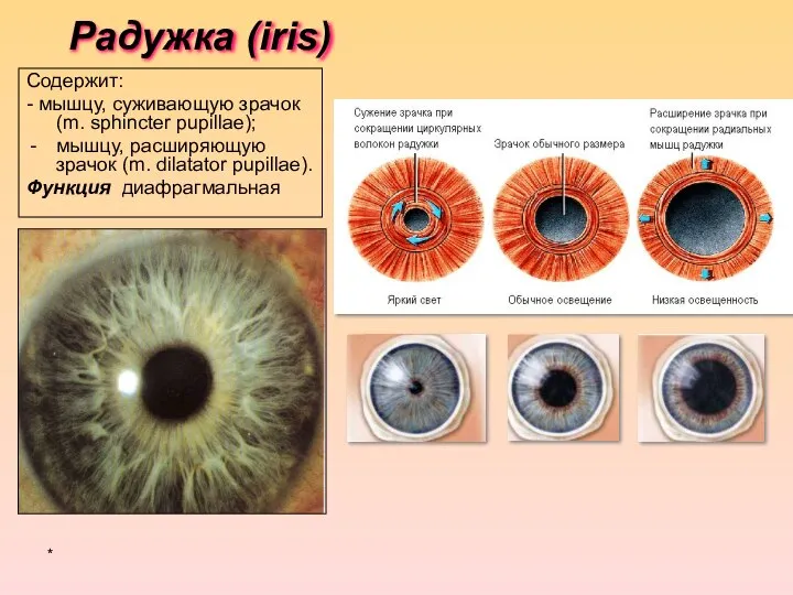 Радужка (iris) Содержит: - мышцу, суживающую зрачок (m. sphincter pupillae); мышцу,