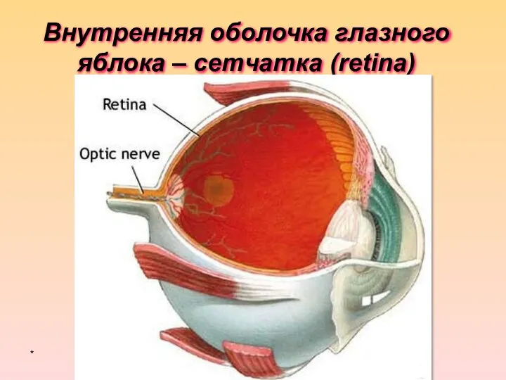 Внутренняя оболочка глазного яблока – сетчатка (retina) *