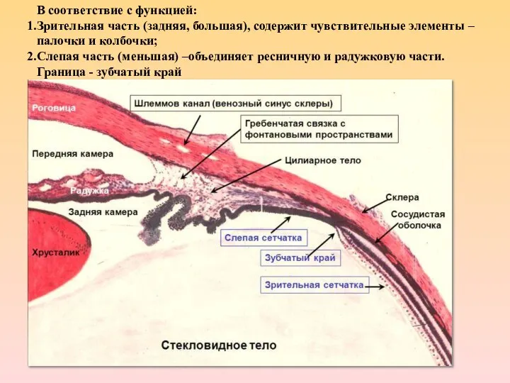 * В соответствие с функцией: Зрительная часть (задняя, большая), содержит чувствительные