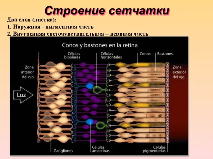 Строение сетчатки * Два слоя (листка): 1. Наружная - пигментная часть