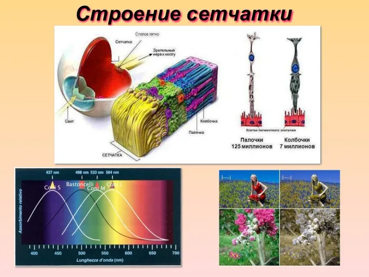 Строение сетчатки *