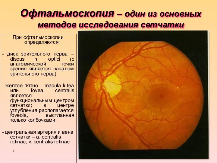 Офтальмоскопия – один из основных методов исследования сетчатки При офтальмоскопии определяются: