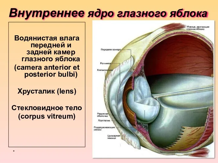 Внутреннее ядро глазного яблока Водянистая влага передней и задней камер глазного