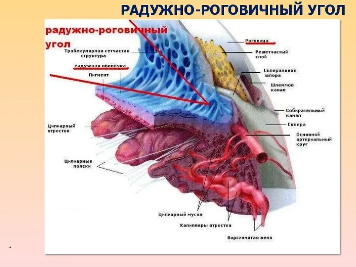 РАДУЖНО-РОГОВИЧНЫЙ УГОЛ *