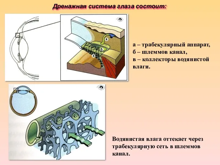 * а – трабекулярный аппарат, б – шлеммов канал, в –