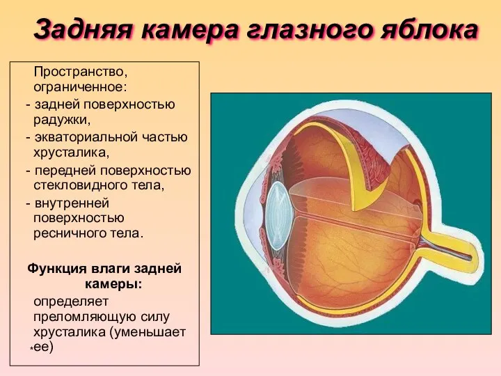 Задняя камера глазного яблока Пространство, ограниченное: - задней поверхностью радужки, -