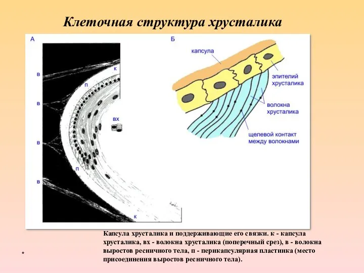 * Клеточная структура хрусталика Капсула хрусталика и поддерживающие его связки. к