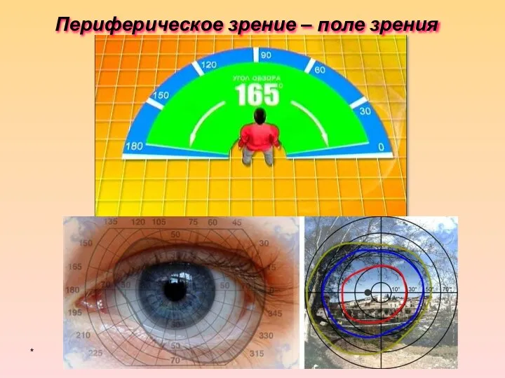 * Периферическое зрение – поле зрения