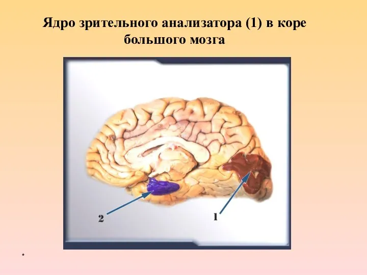 * Ядро зрительного анализатора (1) в коре большого мозга