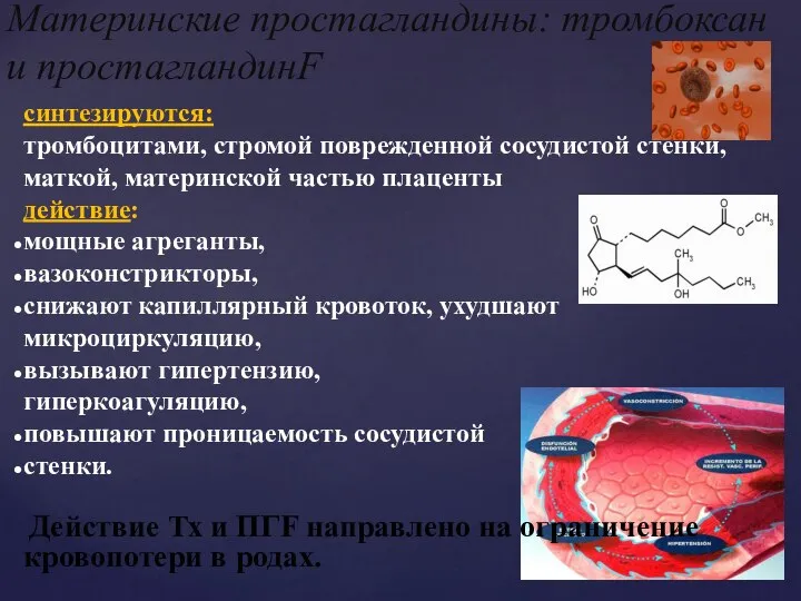 синтезируются: тромбоцитами, стромой поврежденной сосудистой стенки, маткой, материнской частью плаценты действие: