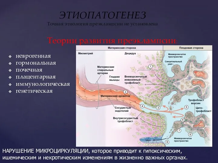 ЭТИОПАТОГЕНЕЗ Точная этиология преэклампсии не установлена Теории развития преэклампсии: неврогенная гормональная