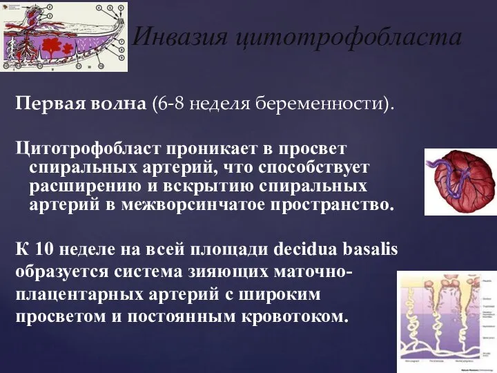 Первая волна (6-8 неделя беременности). Цитотрофобласт проникает в просвет спиральных артерий,